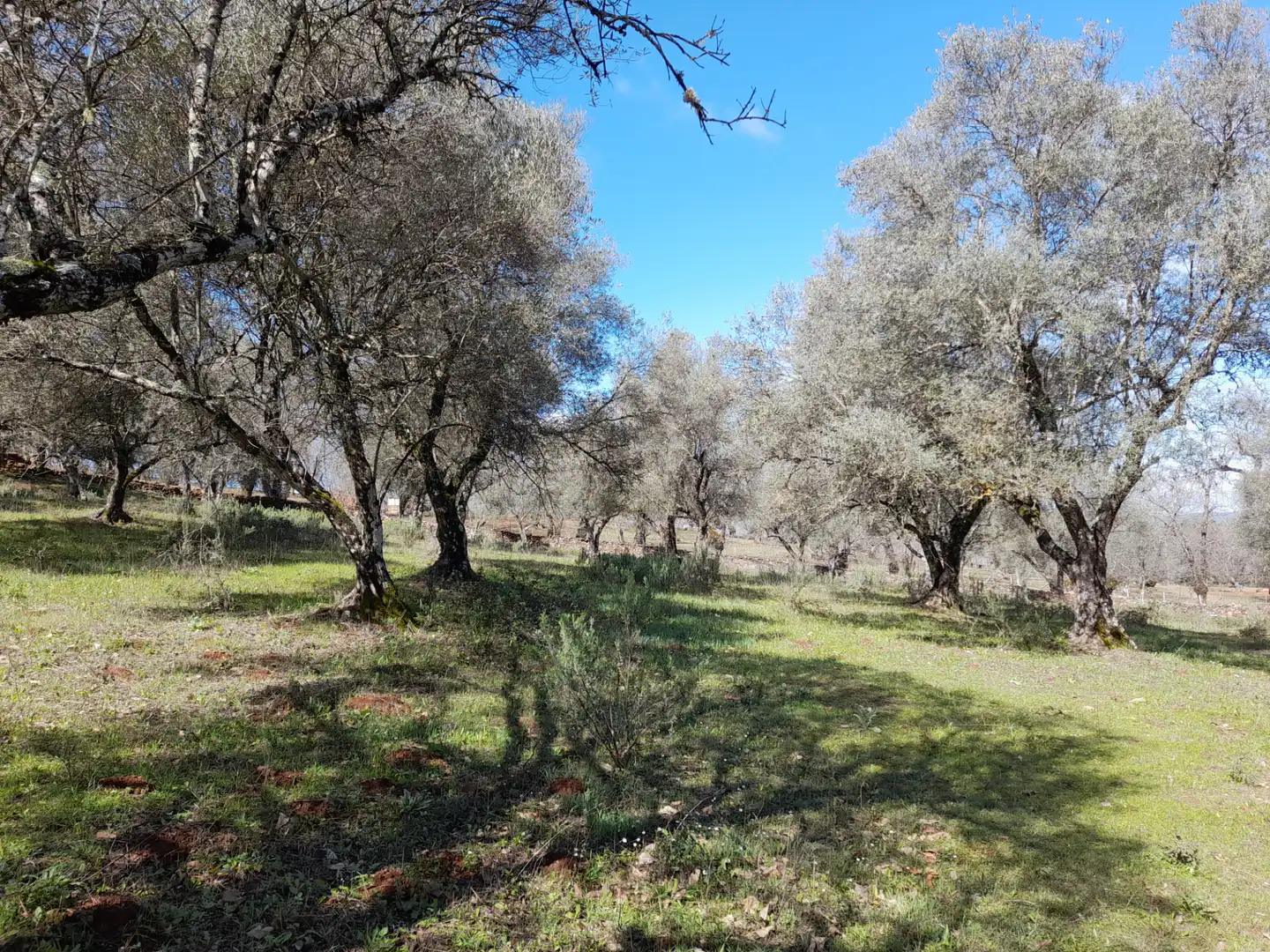 Terreno en venta en Aracena