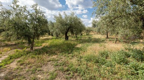 Venta de finca rústica de 77 olivos en Otura Granada, imatge 3