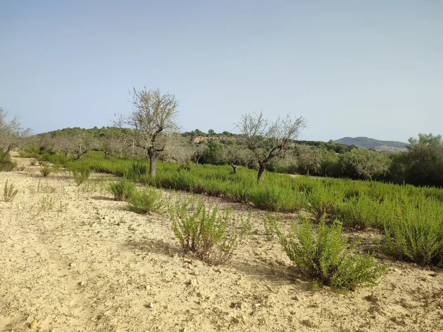 Terreny residencial en venda a Sant Joan, imagen 14