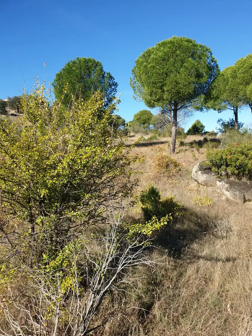 Terreny en venda en El Tiemblo 