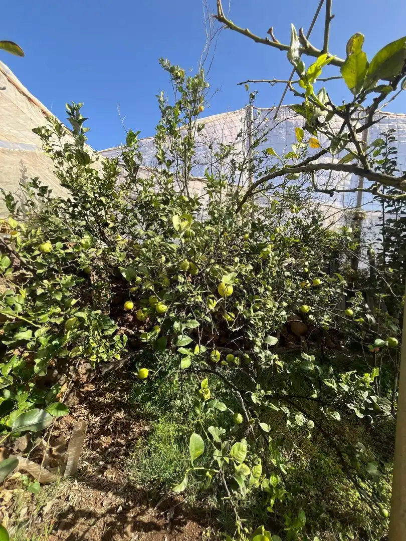 Jardín de Residencial en venta en El Pinar de El Hierro