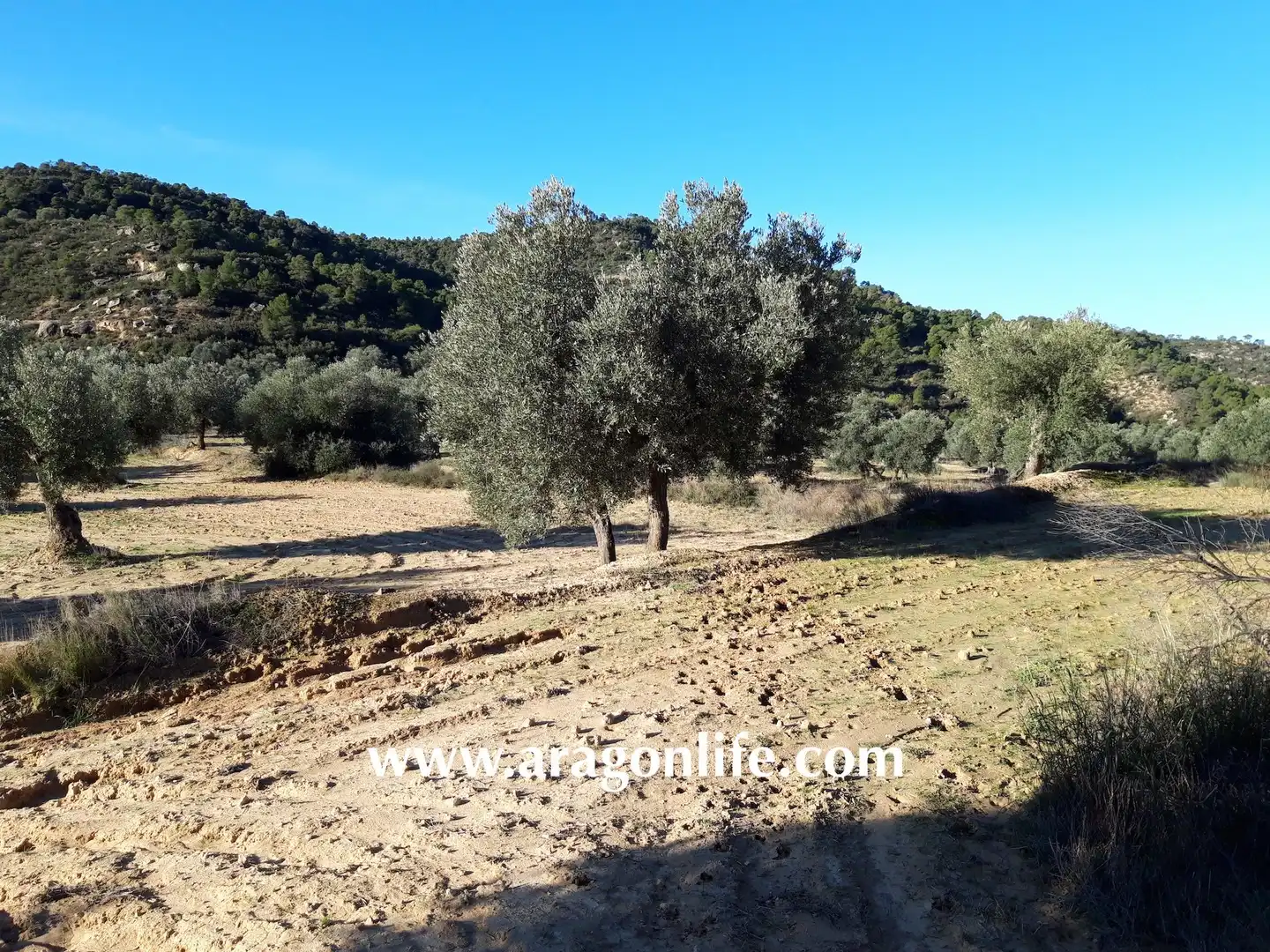 Terreni e lotti in vendita a Maella, imagen 4