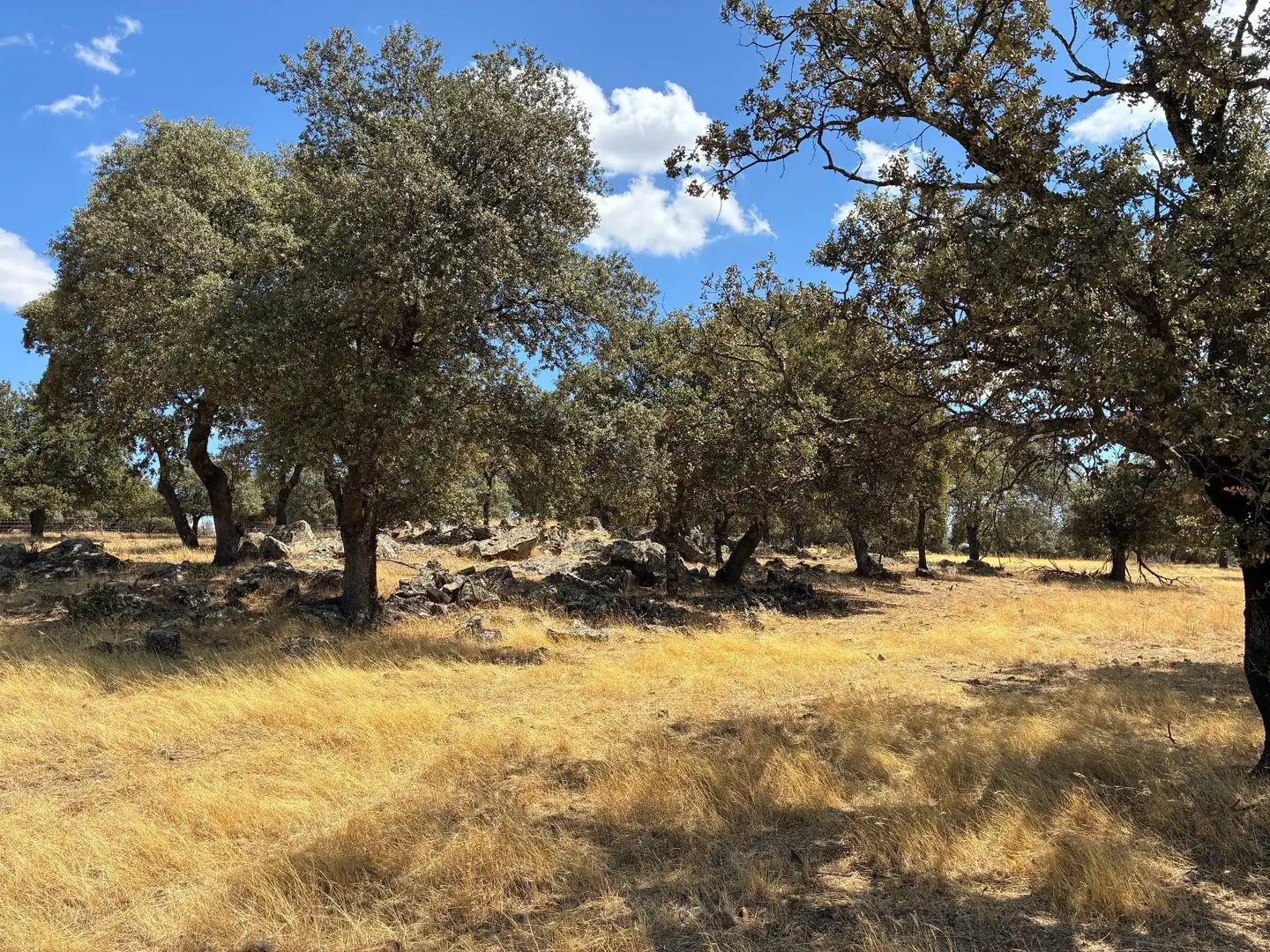 Rural land for sale in Mohedas de la Jara, imagen 14