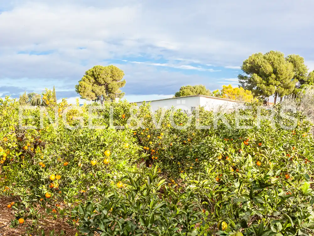 Terrain rustique à vendre à Santa Bárbara, imagen 26