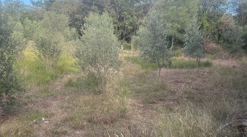 FINCA RUSTICA TOTALMENTE PLANA EN ALMOSTER, immagine 5