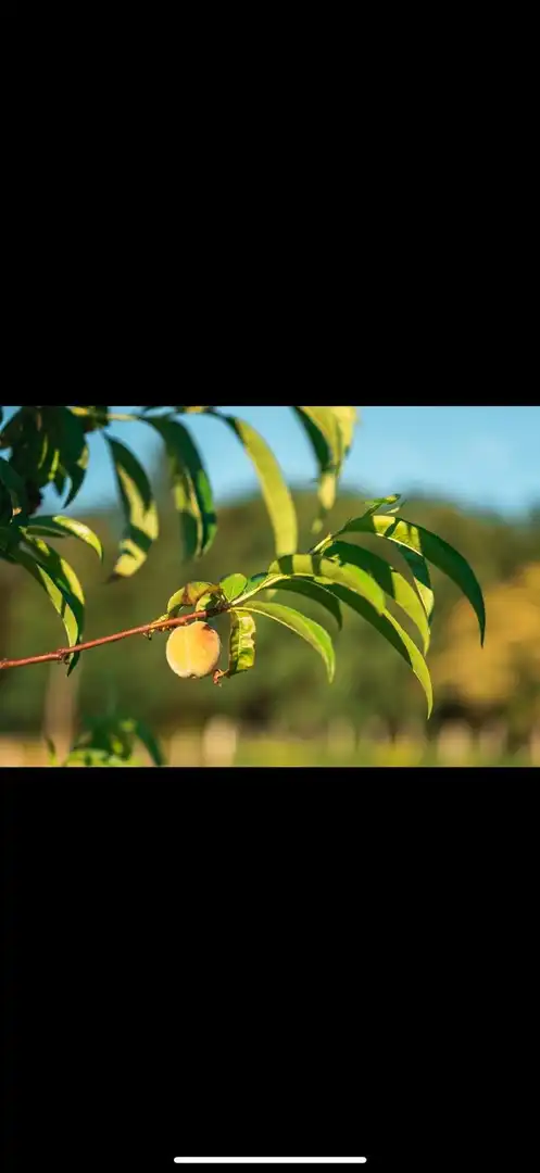 Jardí de Casa o xalet en venda en A Merca   amb Jardí privat, Terrassa i Moblat