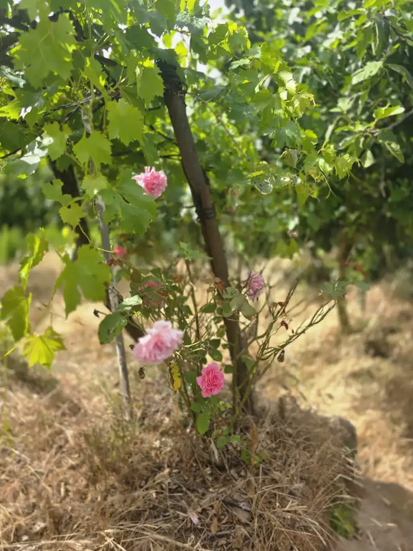 Garden of Land for sale in Vacarisses
