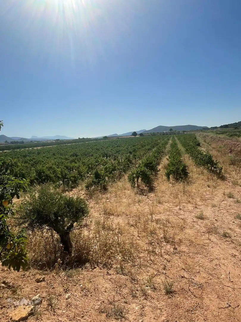 Terreno residencial en venta en El Pinós / Pinoso, imagen 11