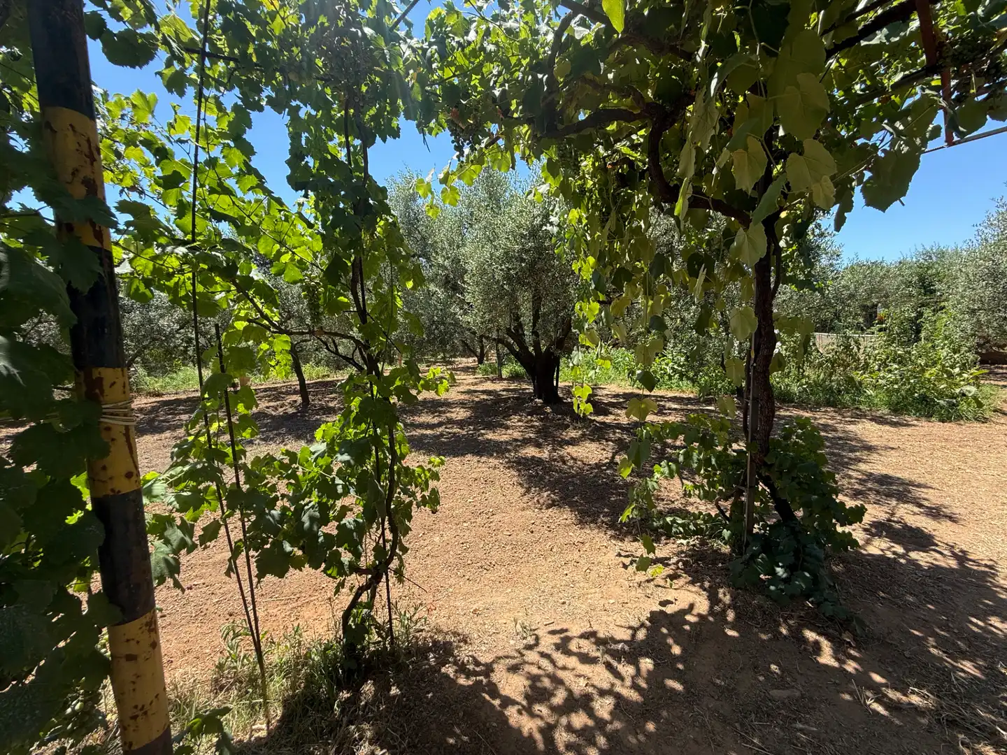Rustikales Grundstück zum Verkauf in El Camí de Vila-seca 28, imagen 6