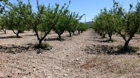 Terreno rústico de 6.681 m2 en Cehegín  Paraje El Chaparral, immagine 2