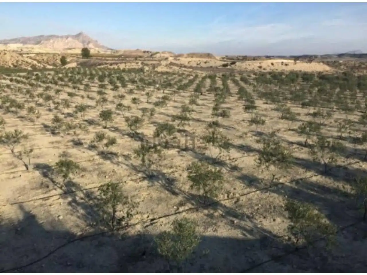 Rural land for sale in Calle MAYOR, imagen 4