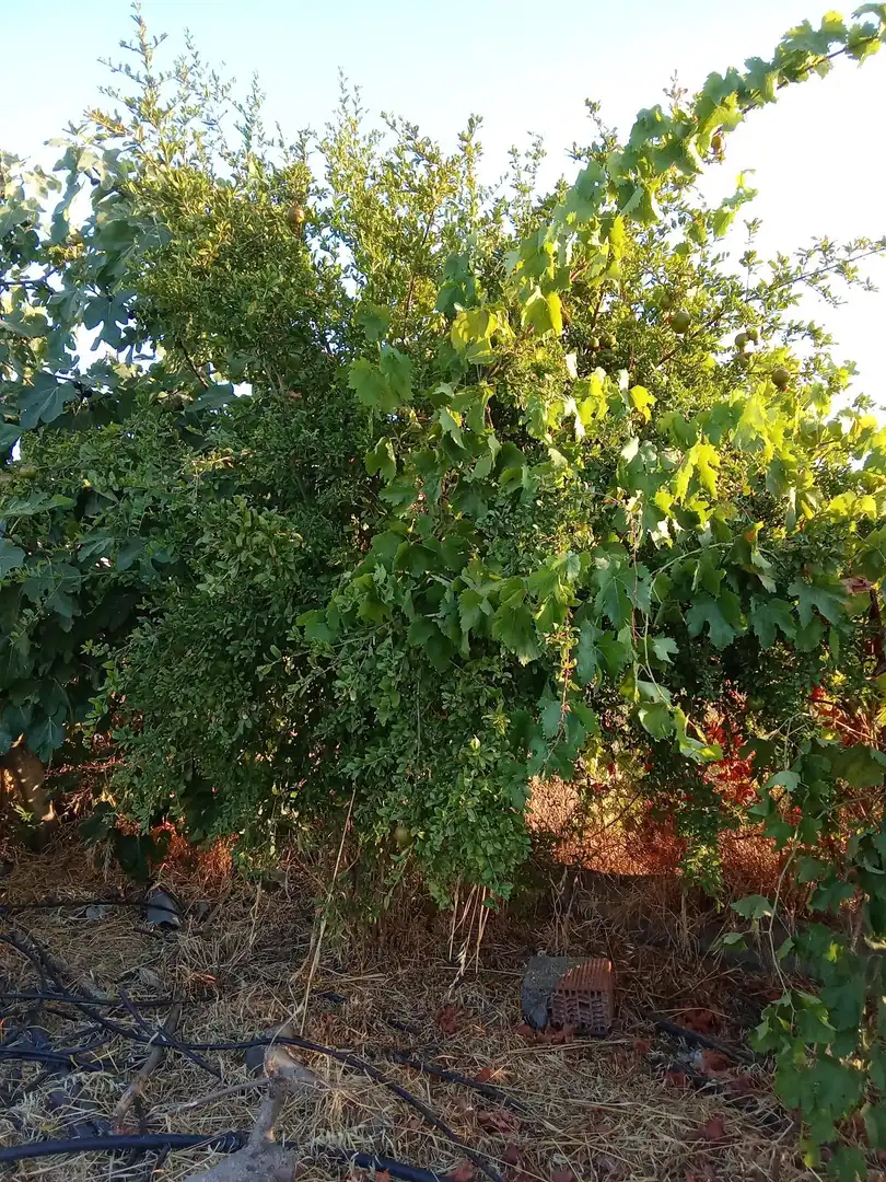 Land for sale in Almodóvar del Río