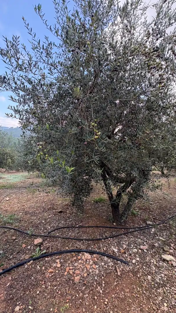 Garten von Grundstücke zum Verkauf in Vandellòs i l'Hospitalet de l'Infant