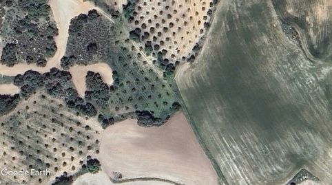 OLIVAR CERCA DEL PUEBLO, PARA CONSUMO PROPIO, RECREO
