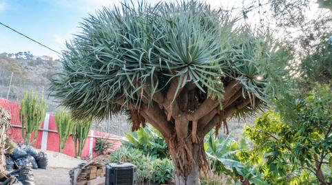 Photo 5 of House or chalet for sale in Moya (Las Palmas), Las Palmas