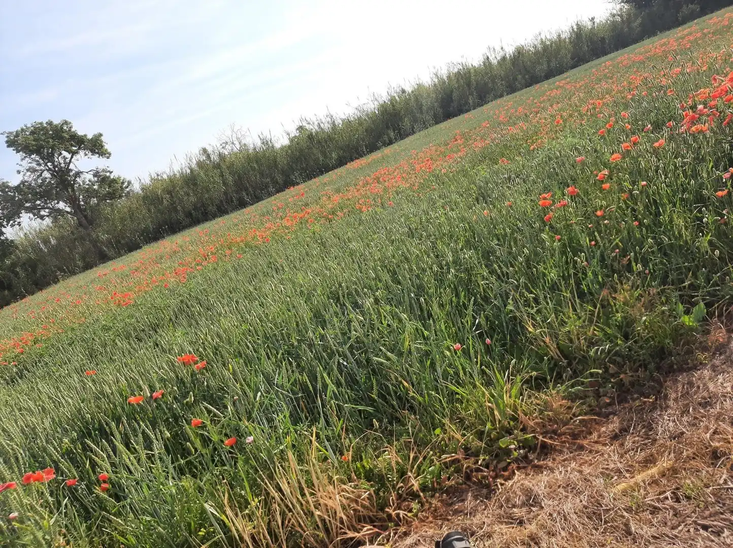 Finca rústica en venda en Reus
