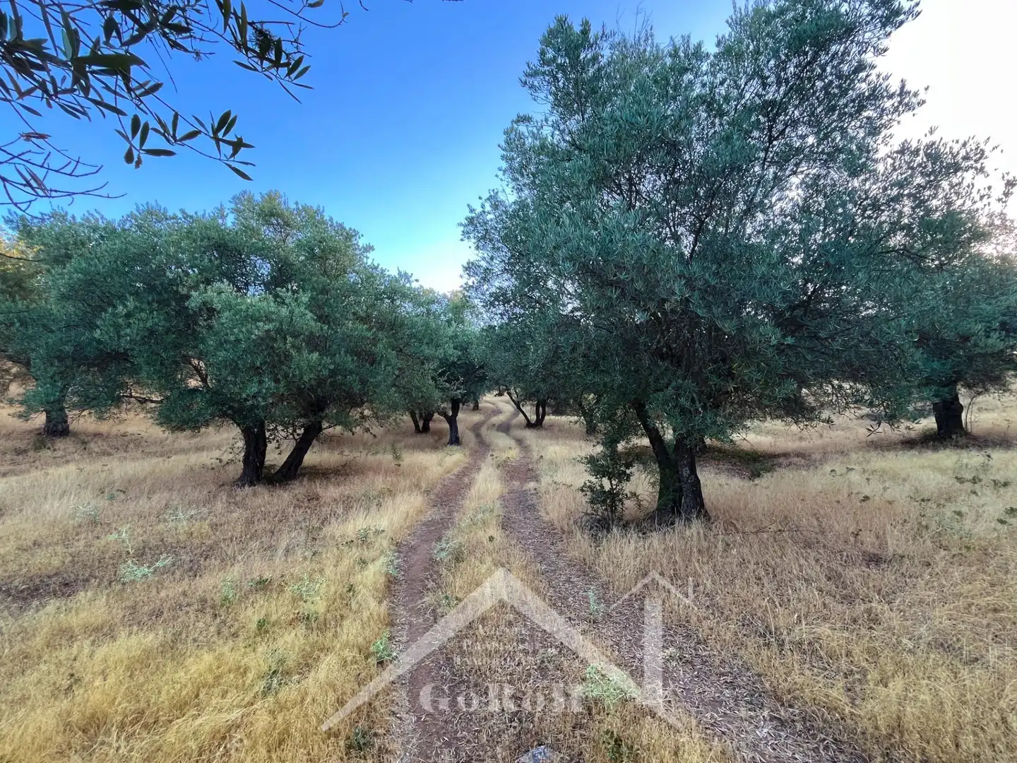 Land for sale in Constantina