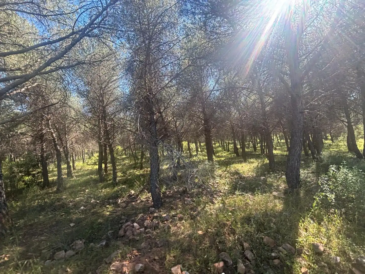 Finca rústica en venda en Ciudad Real