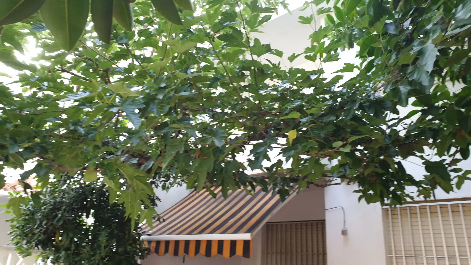 Jardí de Casa o xalet de lloguer en Peñíscola / Peníscola amb Aire condicionat, Calefacció i Terrassa