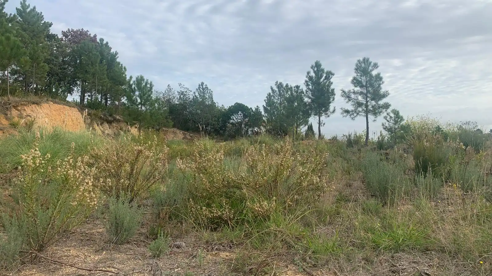 Terreny residencial en venda a Calle Sauce 25, imagen 4