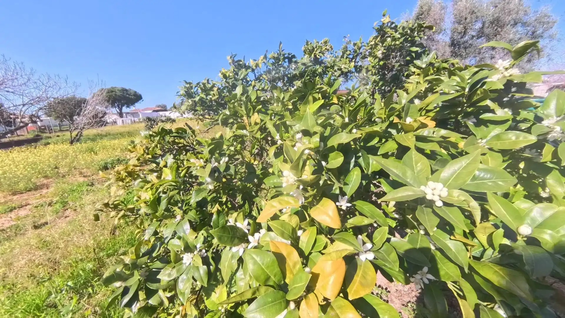 Casa o xalet en venda en Chiclana de la Frontera amb Jardí privat