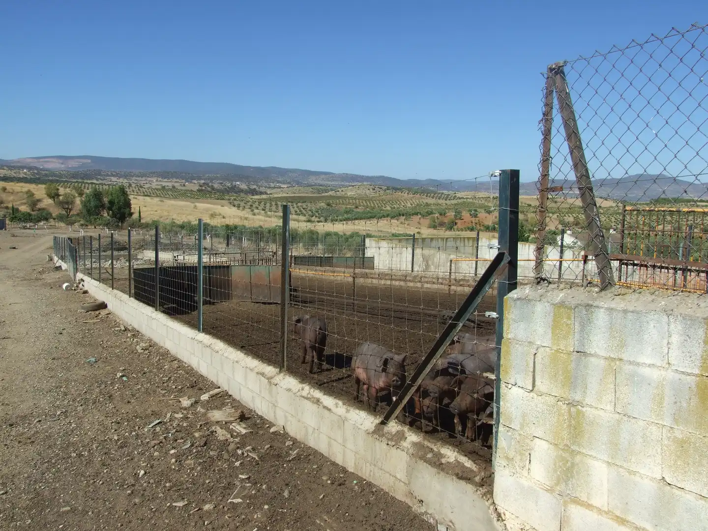 Terreno rustico in vendita a Carretera Fuente del Maestre-Huerta Julián 44, imagen 3