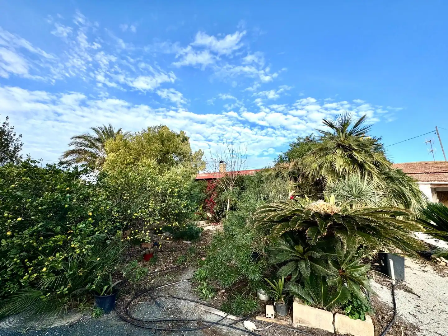 Jardí de Casa o xalet en venda en Elche / Elx amb Jardí privat i Terrassa