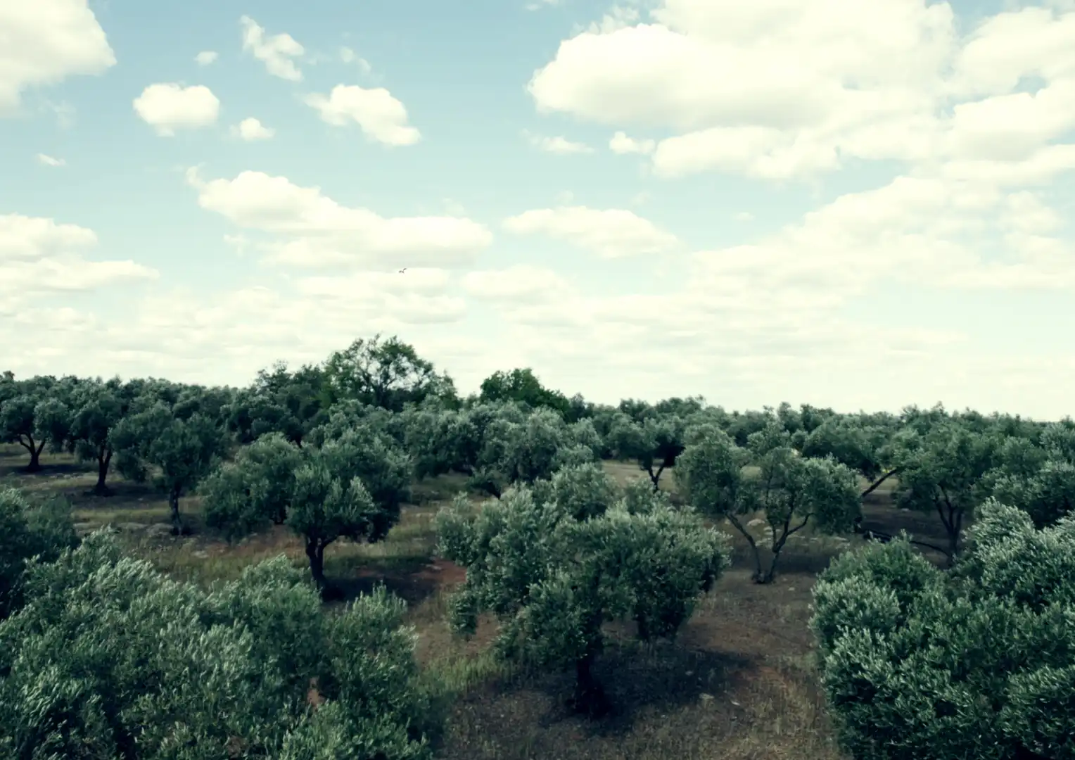 Jardín de Finca rústica en venta en La Palma del Condado con Jardín privado, Terraza y Trastero