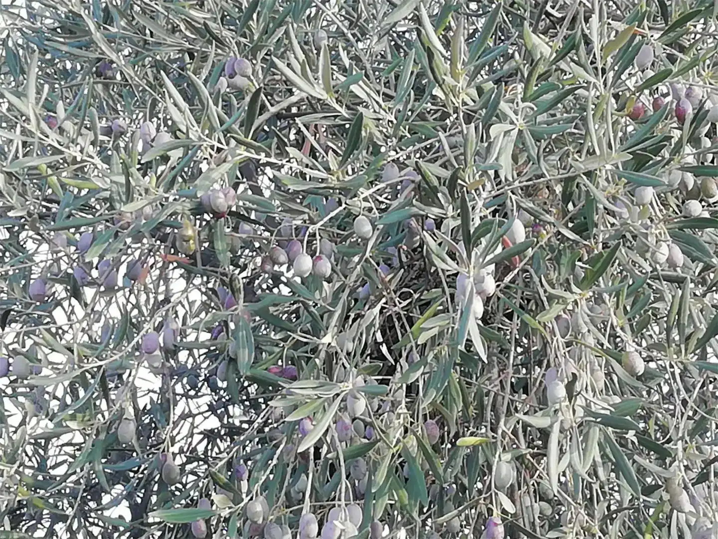 Jardín de Terreno en venta en Arroyomolinos (Cáceres)