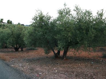 Terreno rustico in vendita a La Carlota