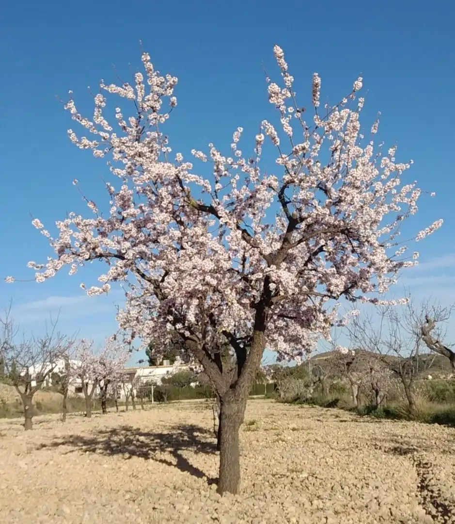 Terreny residencial en venda a Hondón de las Nieves / El Fondó de les Neus, imagen 4