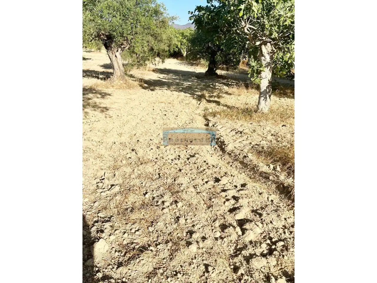Terreno rustico in vendita a Ardelejos - Cuesta de la Palma - Buenavista, imagen 3
