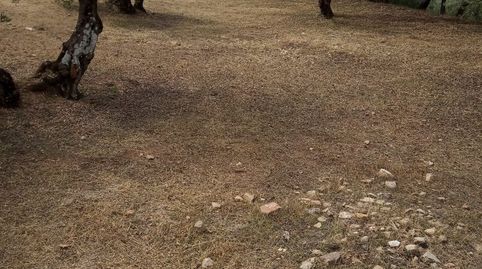 Suelo de 3.000m2 vallado con LUZ con muchas posibilidades en la URBANIZACIÓN SAN BARTOLOME de UBEDA, immagine 3
