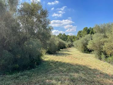 Terrenos y solares en venta en Alcover