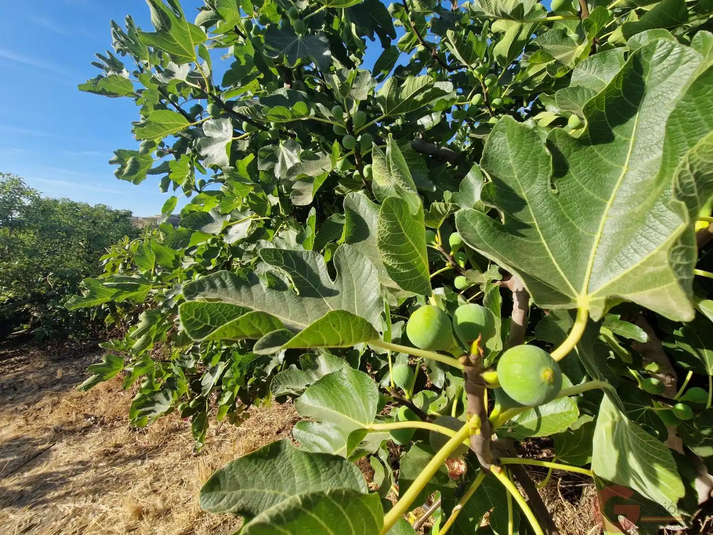Finca rústica en venda a Centro
