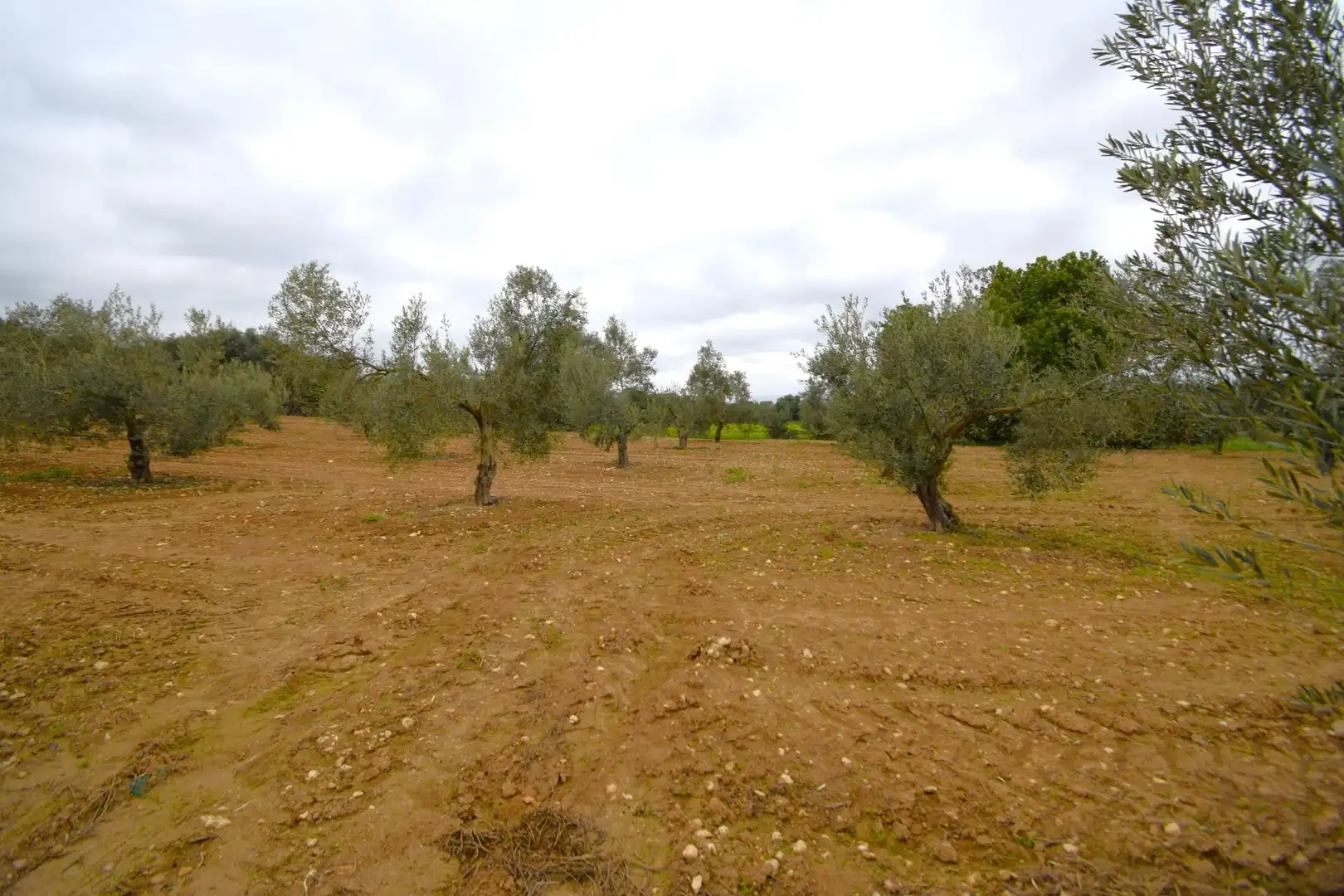 Rural land for sale in Muro, imagen 2