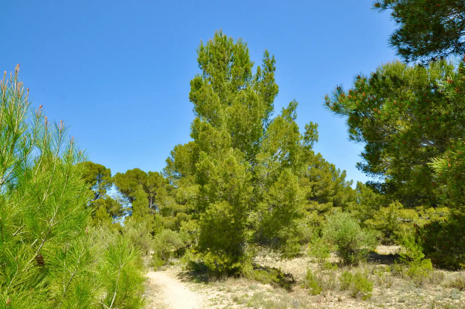 Residential zum Verkauf in Muro de Alcoy