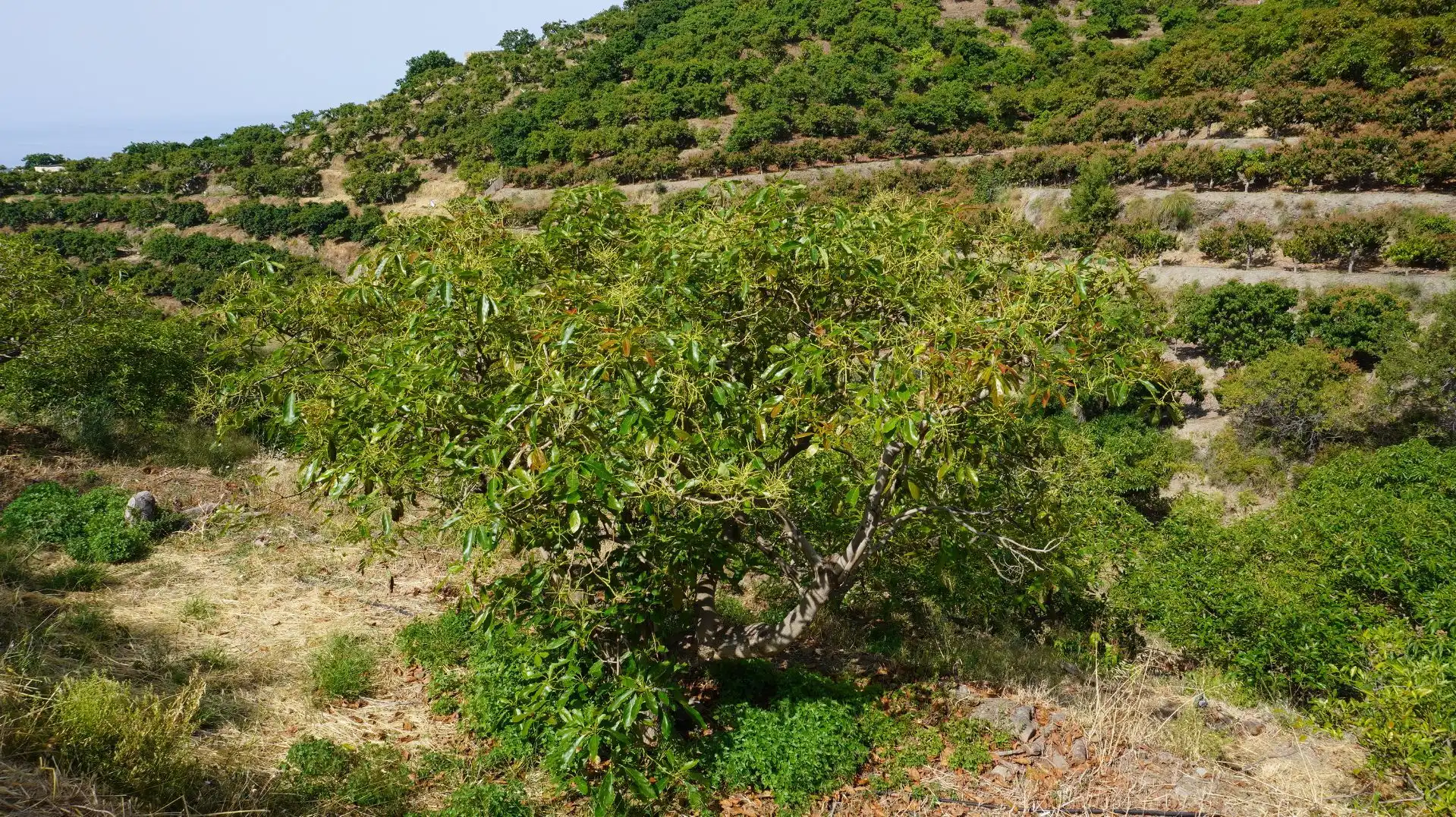 Terreni e lotti in vendita a de Pataura 18, imagen 47