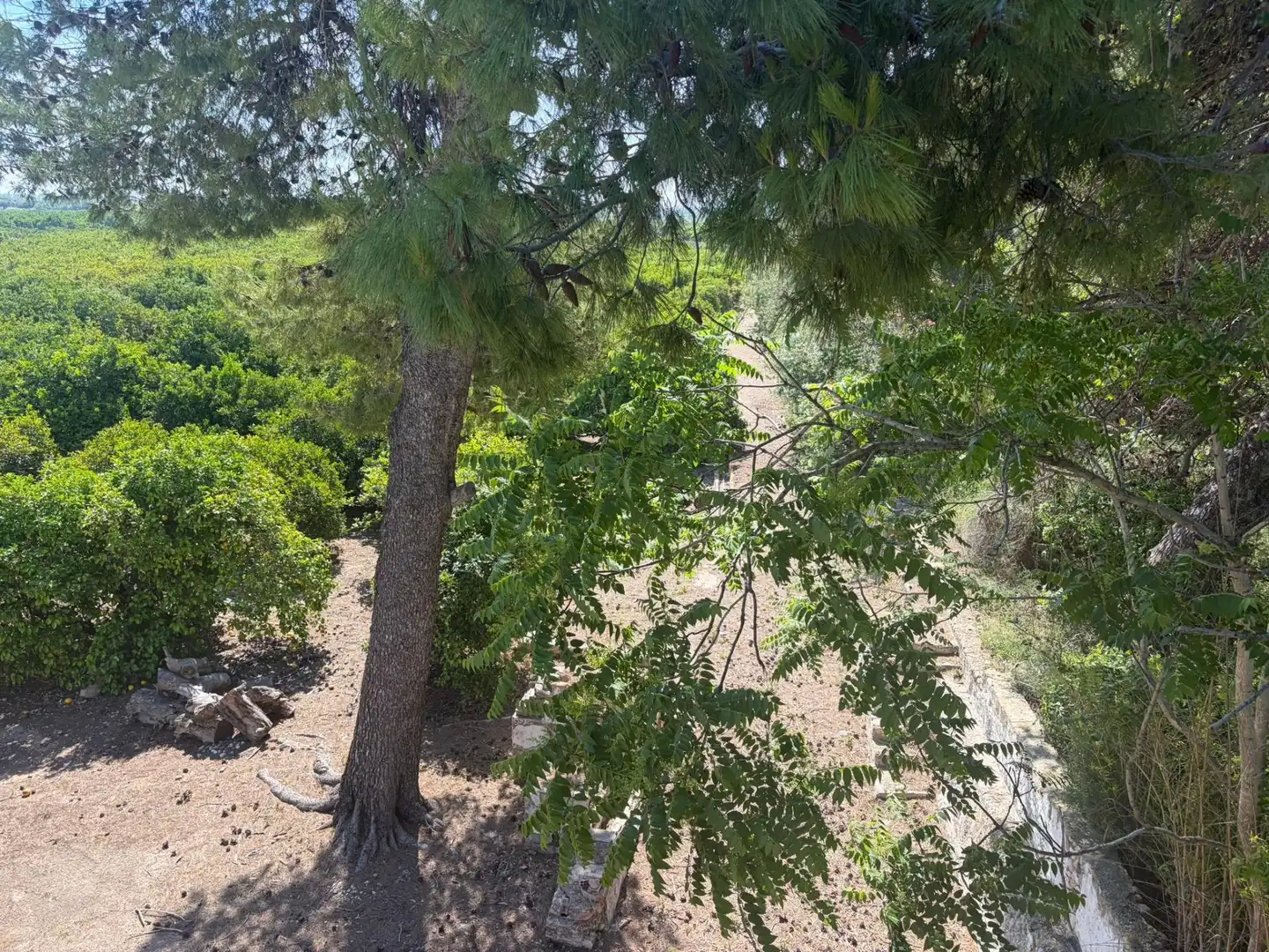 Finca rústica en venta en Oliva