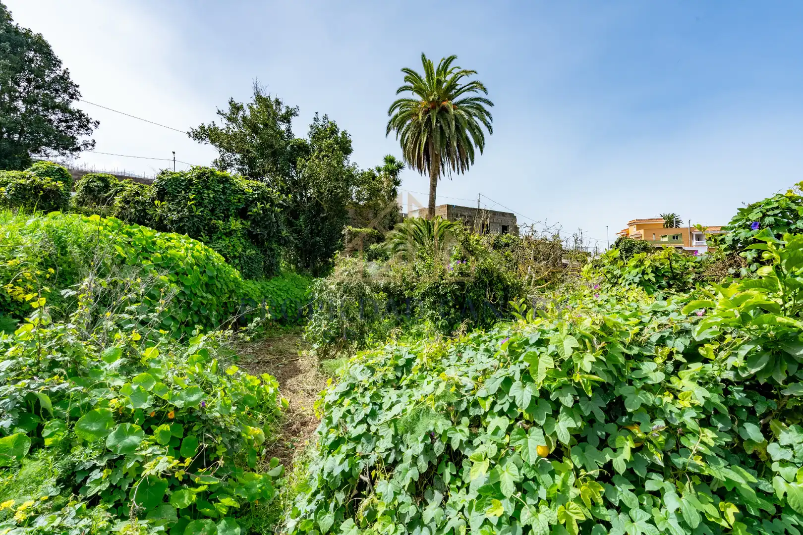Jardí de Finca rústica en venda en La Victoria de Acentejo