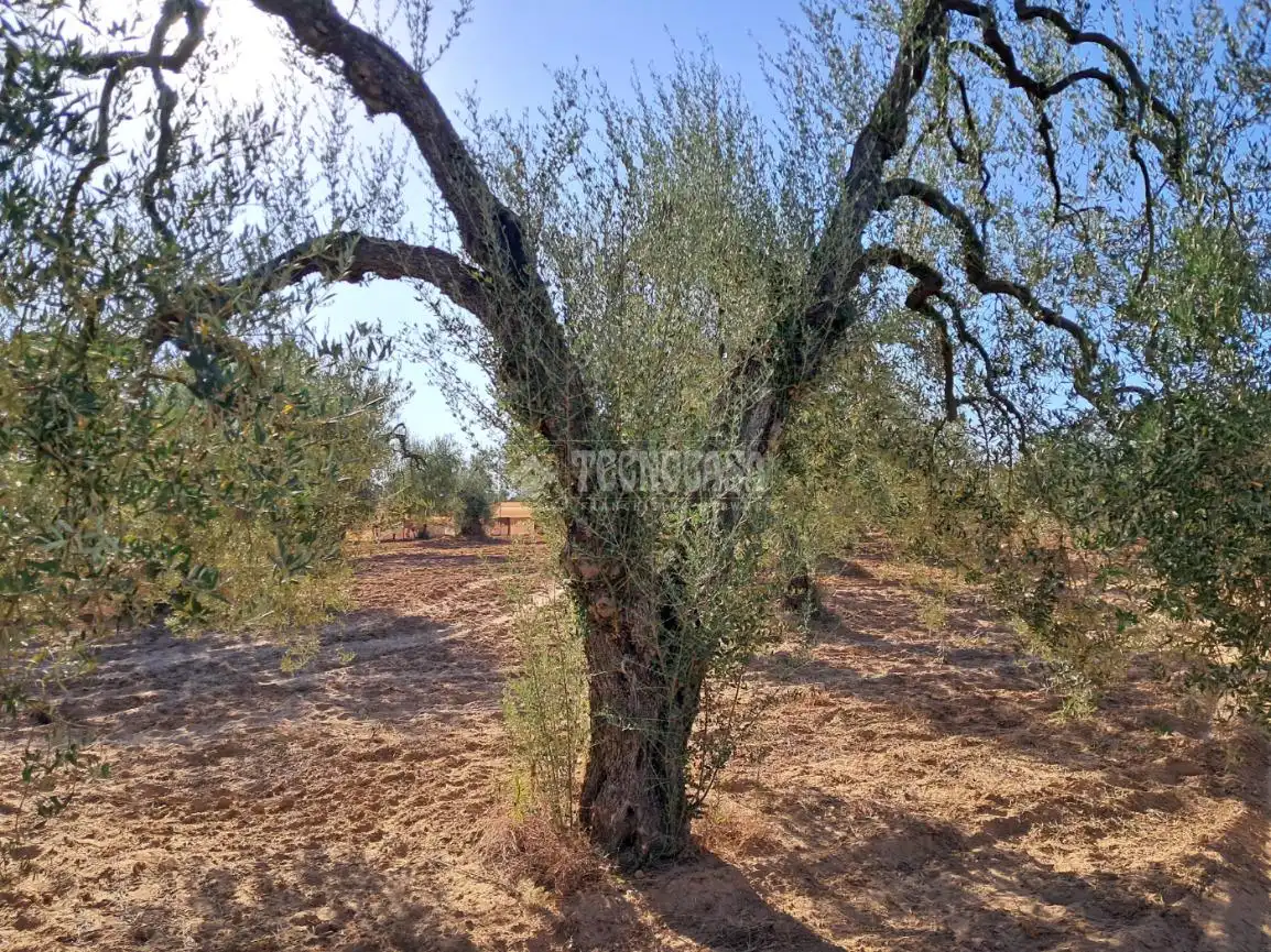 Terreni e lotti in vendita a Pilas, imagen 24