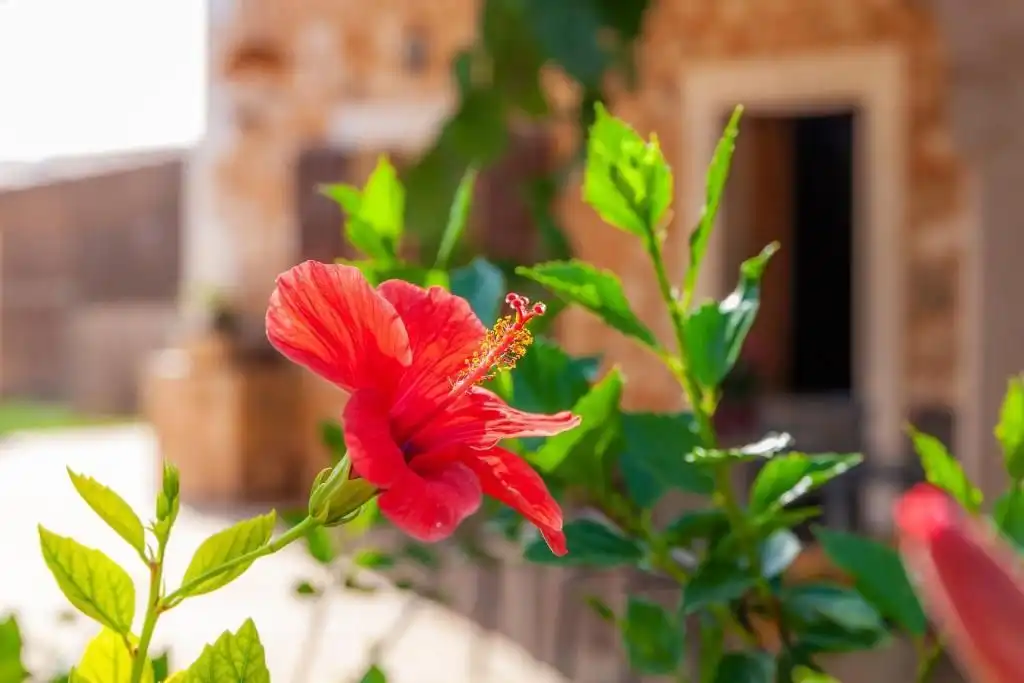 Garten von Grundstücke zur Miete in Santanyí