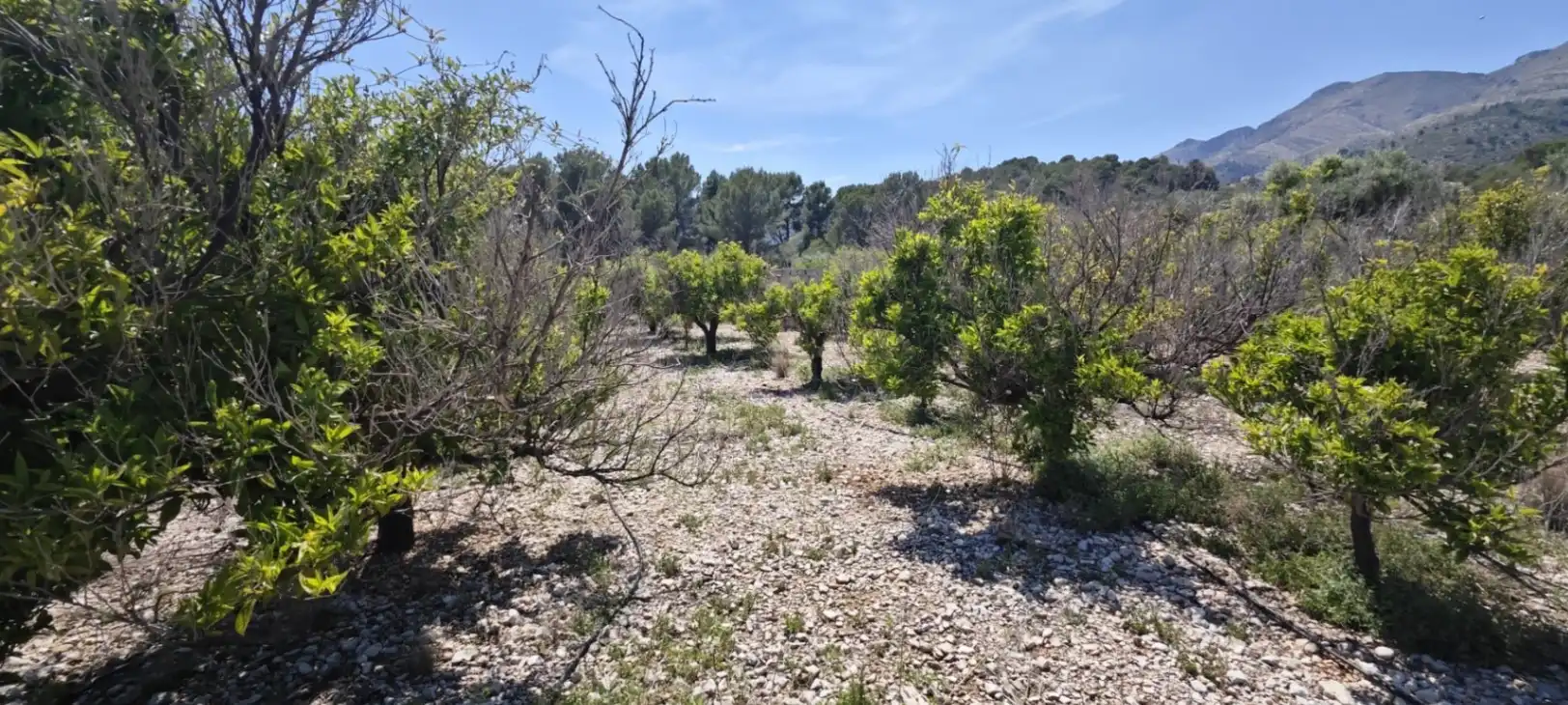 Residential land for sale in Tormos, imagen 21