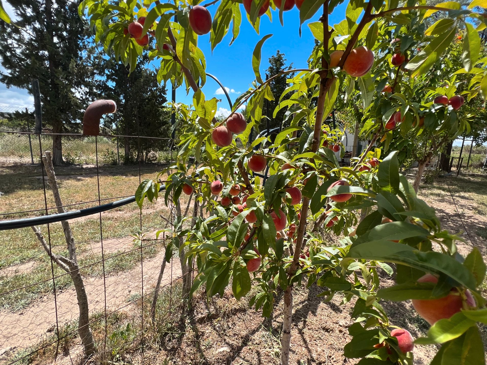 Garten von Grundstücke zum verkauf in  Zaragoza Capital