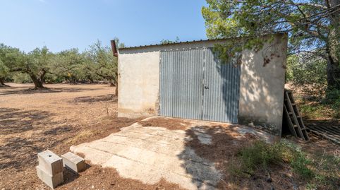 Finca rústica de olivos con almacén agrícola