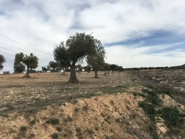 Rural land for sale in Diseminado Casasola Cm 691