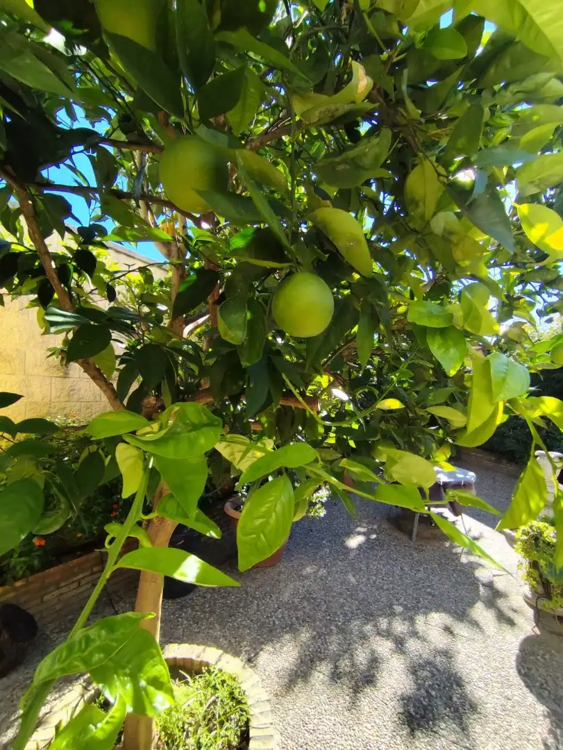 Jardí de Casa o xalet en venda en Hinojos amb Aire condicionat, Calefacció i Jardí privat