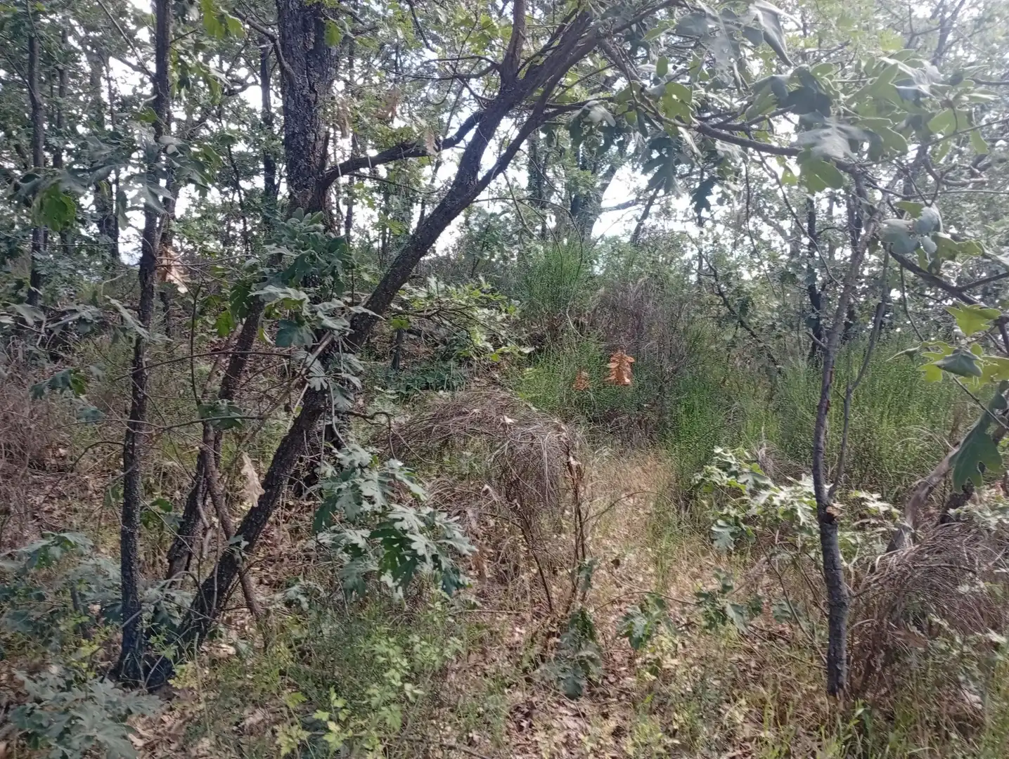 Terreni e lotti in vendita a Losar de la Vera, imagen 33