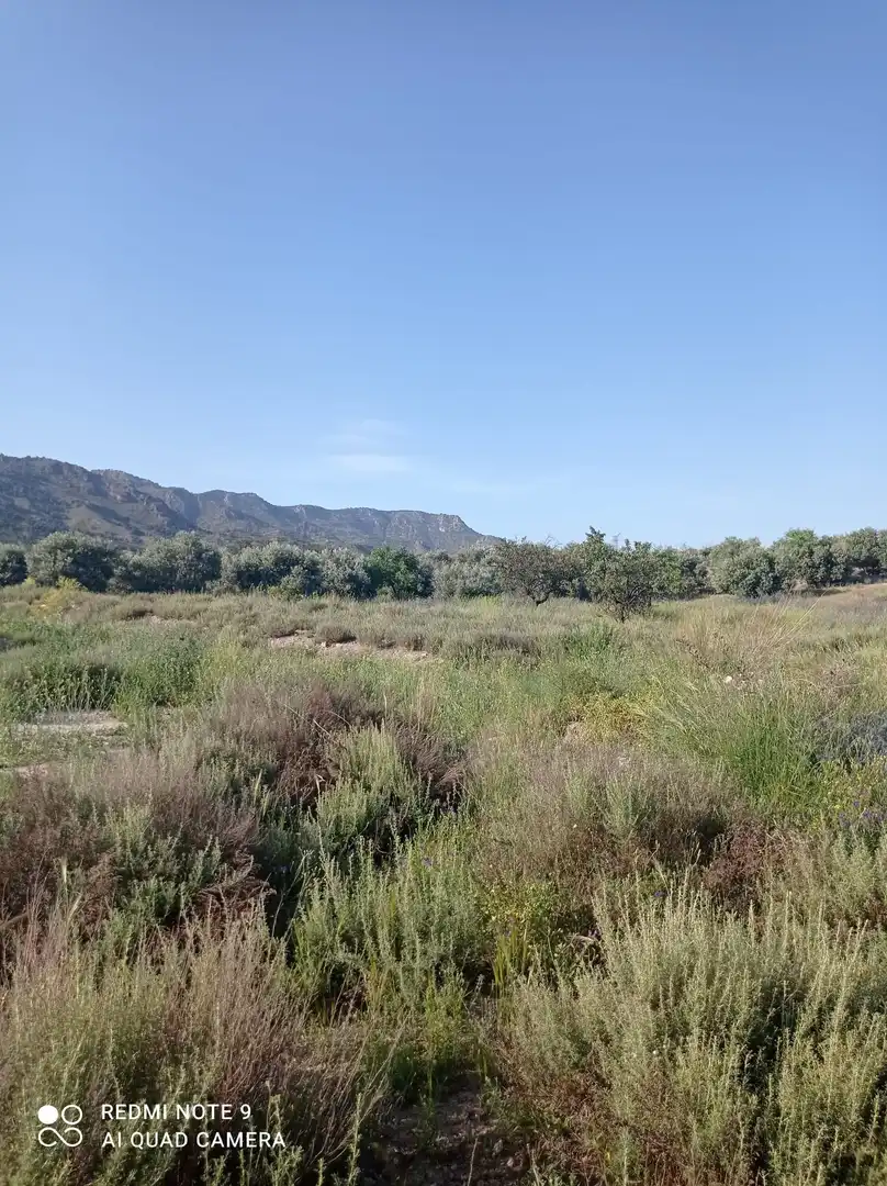 Terrains et parcelles à vendre à Pedanías Centro, imagen 7