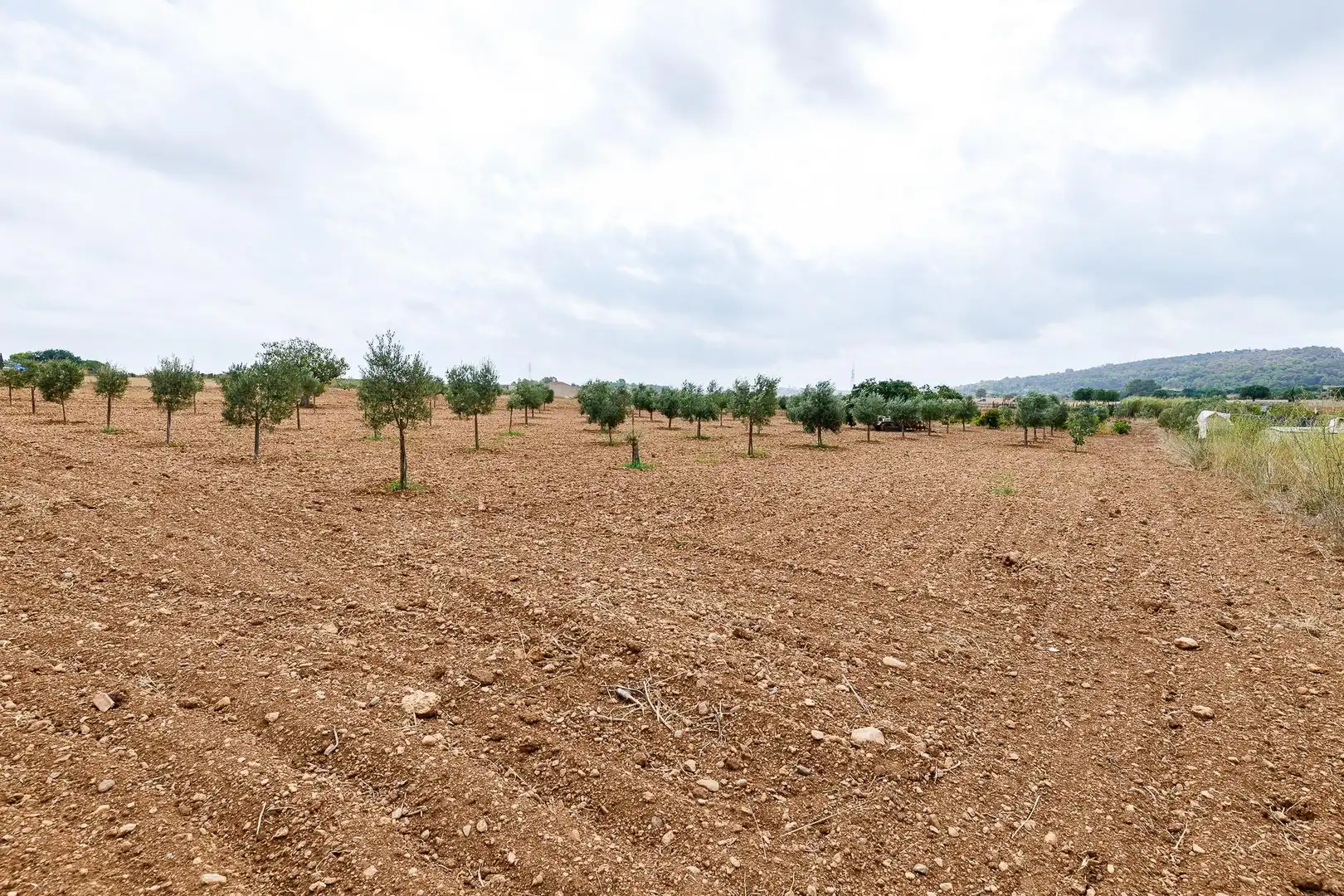 Terreny rústic en venda a Santa Eugènia, imagen 17